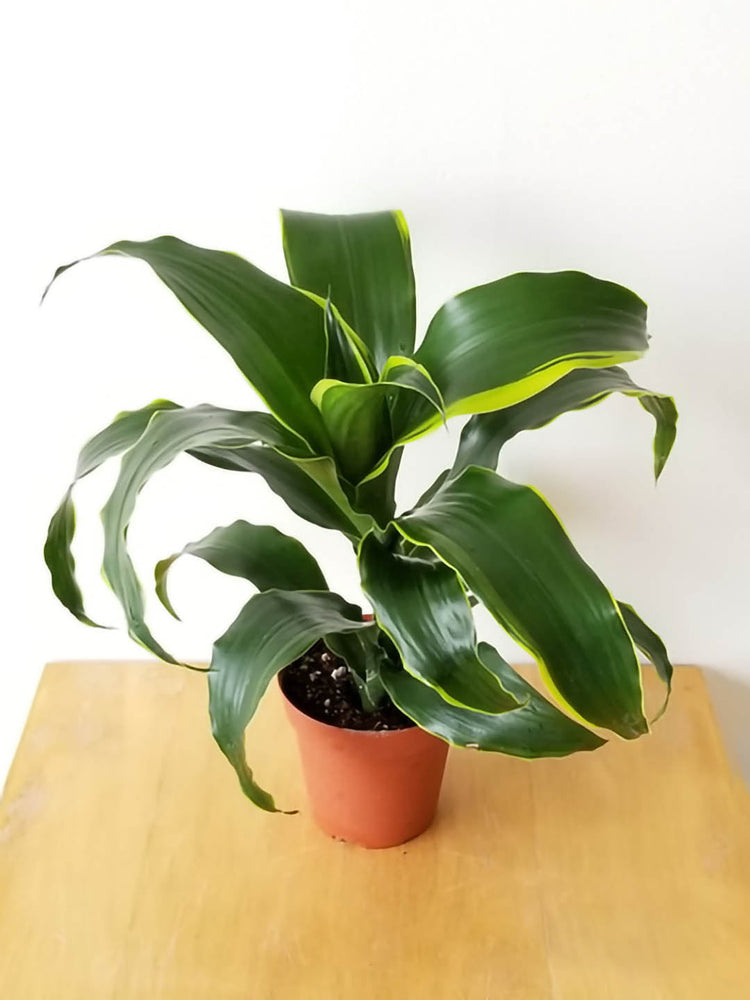 dracaena dragon dorado Dracaena 'Dragon Dorado' – Potclay