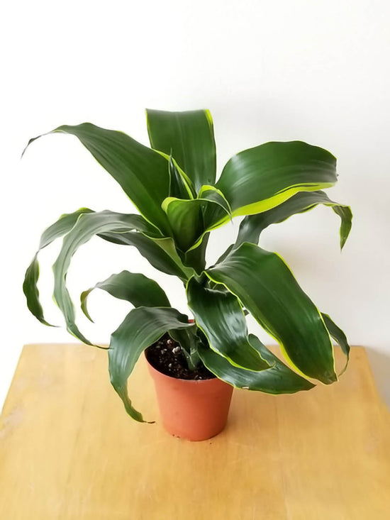 Dracaena Dragon Dorado Plant or Dracaena Art ,Corn Plant with Green with Lime Green Edges coloured leaves