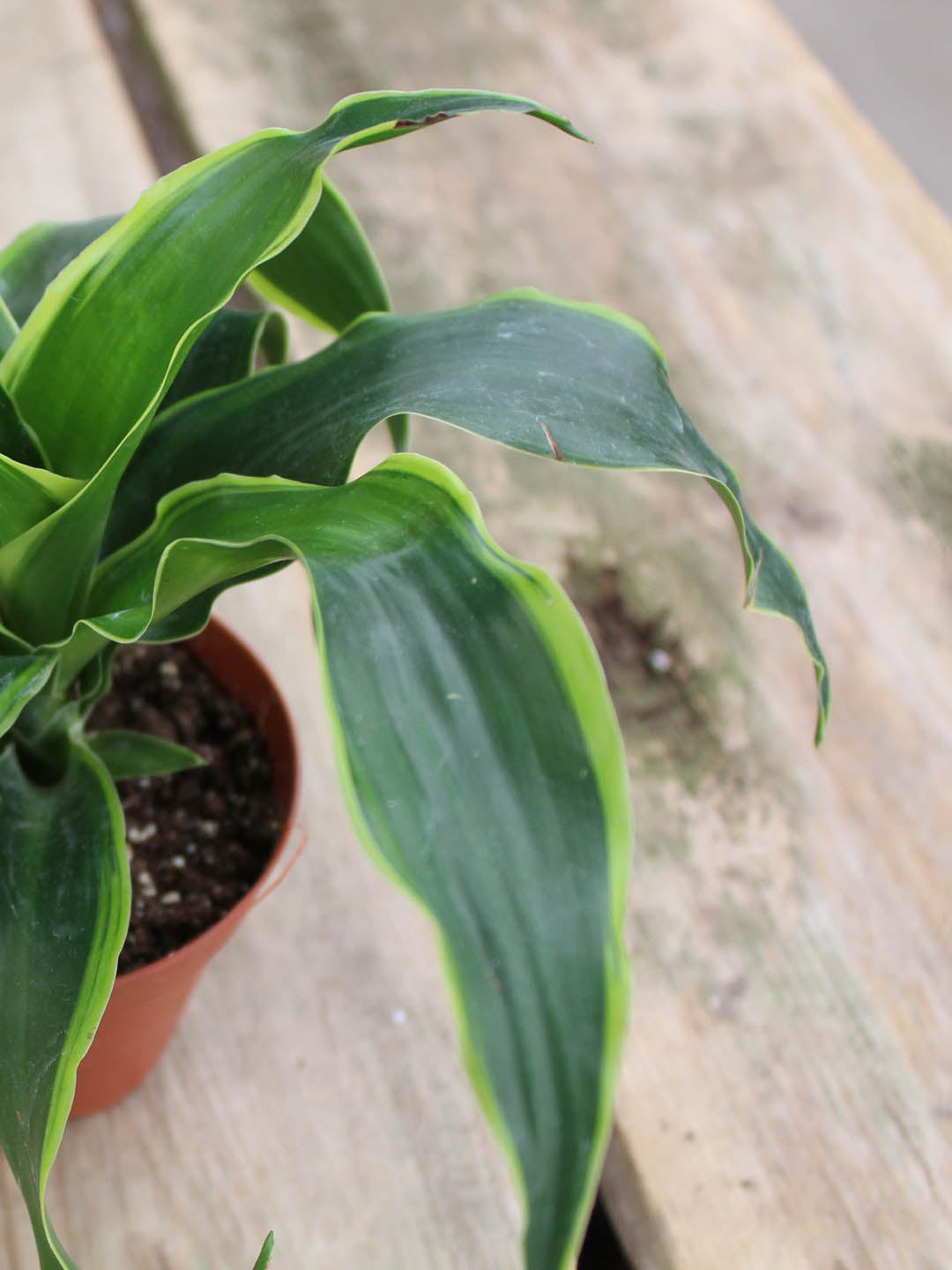 dracaena dragon dorado Dracaena 'Dragon Dorado' – Potclay