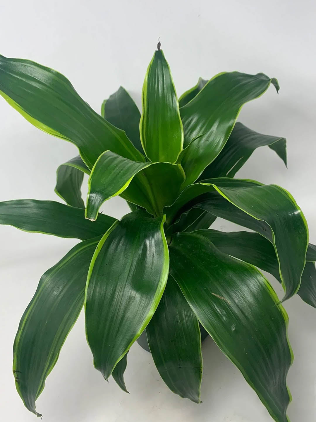 dracaena dragon dorado Dracaena 'Dragon Dorado' – Potclay