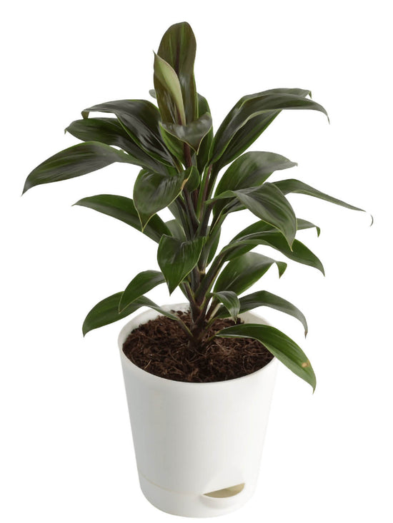 Dracaena Coffee Brown Plant or Corn Plant with Coffee brown coloured leaves