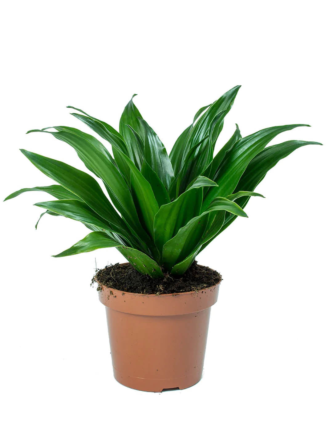 Dracaena Compacta Plant or Dracaena Janet Craig,Corn Plant with Green coloured leaves