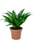 Dracaena Compacta Plant or Dracaena Janet Craig,Corn Plant with Green coloured leaves