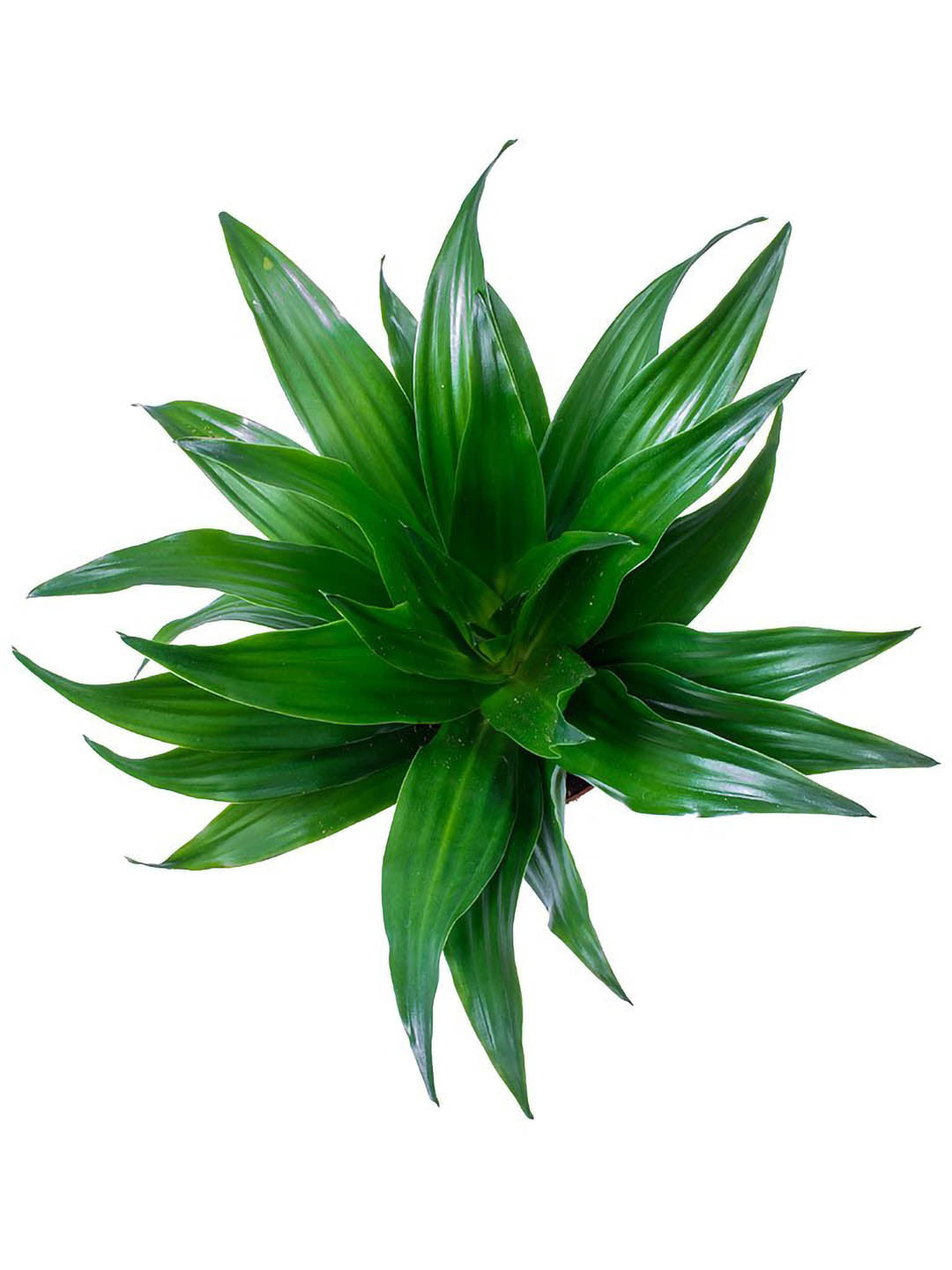 Dracaena Compacta