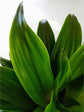 Dracaena Compacta