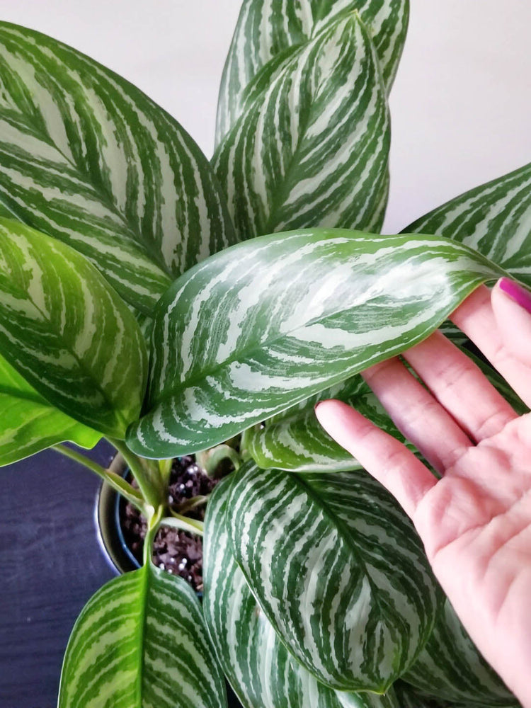 Aglaonema Nitidum Plant or Aglaonema Cory,Chinese Evergreen with V Shaped Cream White Stripes on Green coloured leaves