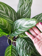 Aglaonema Nitidum Plant or Aglaonema Cory,Chinese Evergreen with V Shaped Cream White Stripes on Green coloured leaves