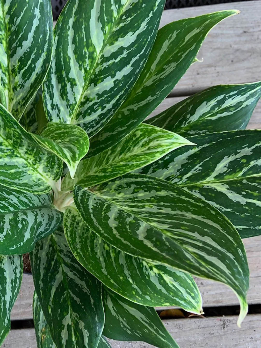 aglaonema nitidum Nitidum Aglaonema Plant – Potclay