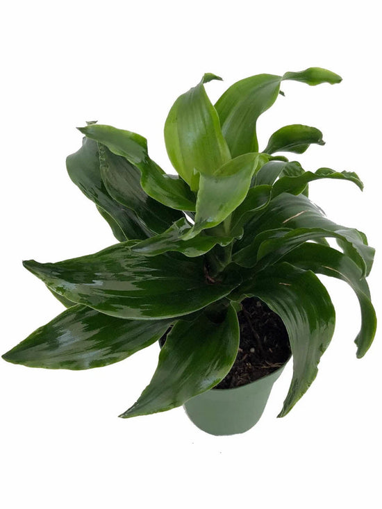Dracaena Fragrans Twister Plant or Corn Plant with Green coloured leaves