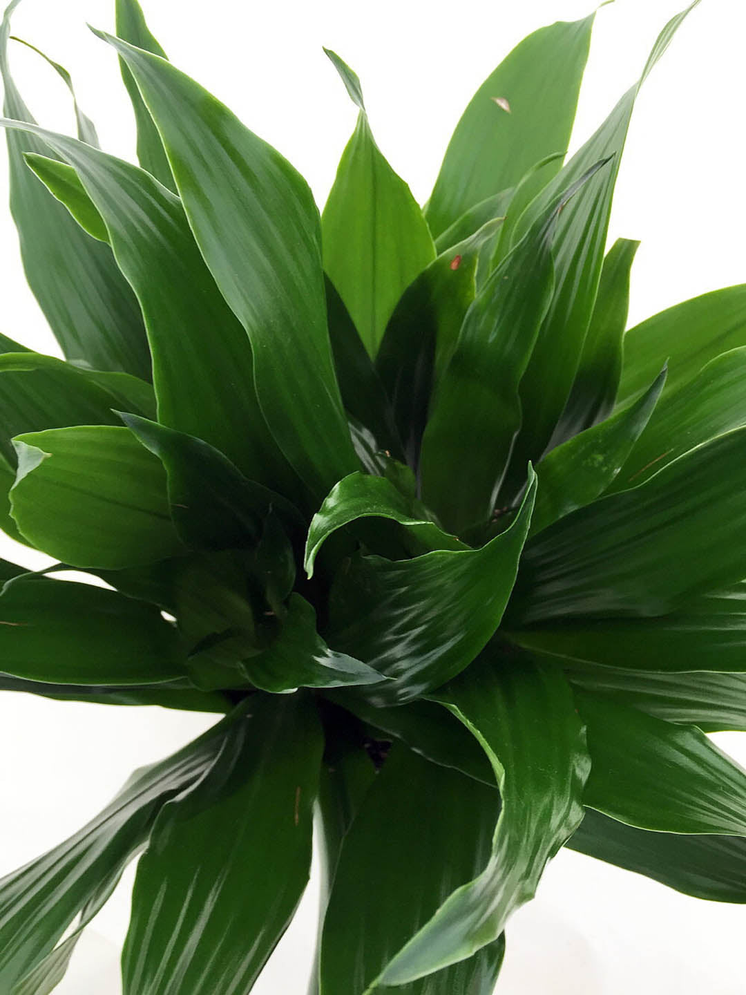 dracaena fragrans twister Dracaena Fragrans 'Twister' – Potclay