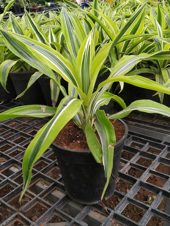 Dracaena Fragrans Lemon Lime Plant or Corn Plant with Lime Green with Dark Green and White Stripes coloured leaves