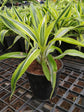 Dracaena Fragrans Lemon Lime Plant or Corn Plant with Lime Green with Dark Green and White Stripes coloured leaves