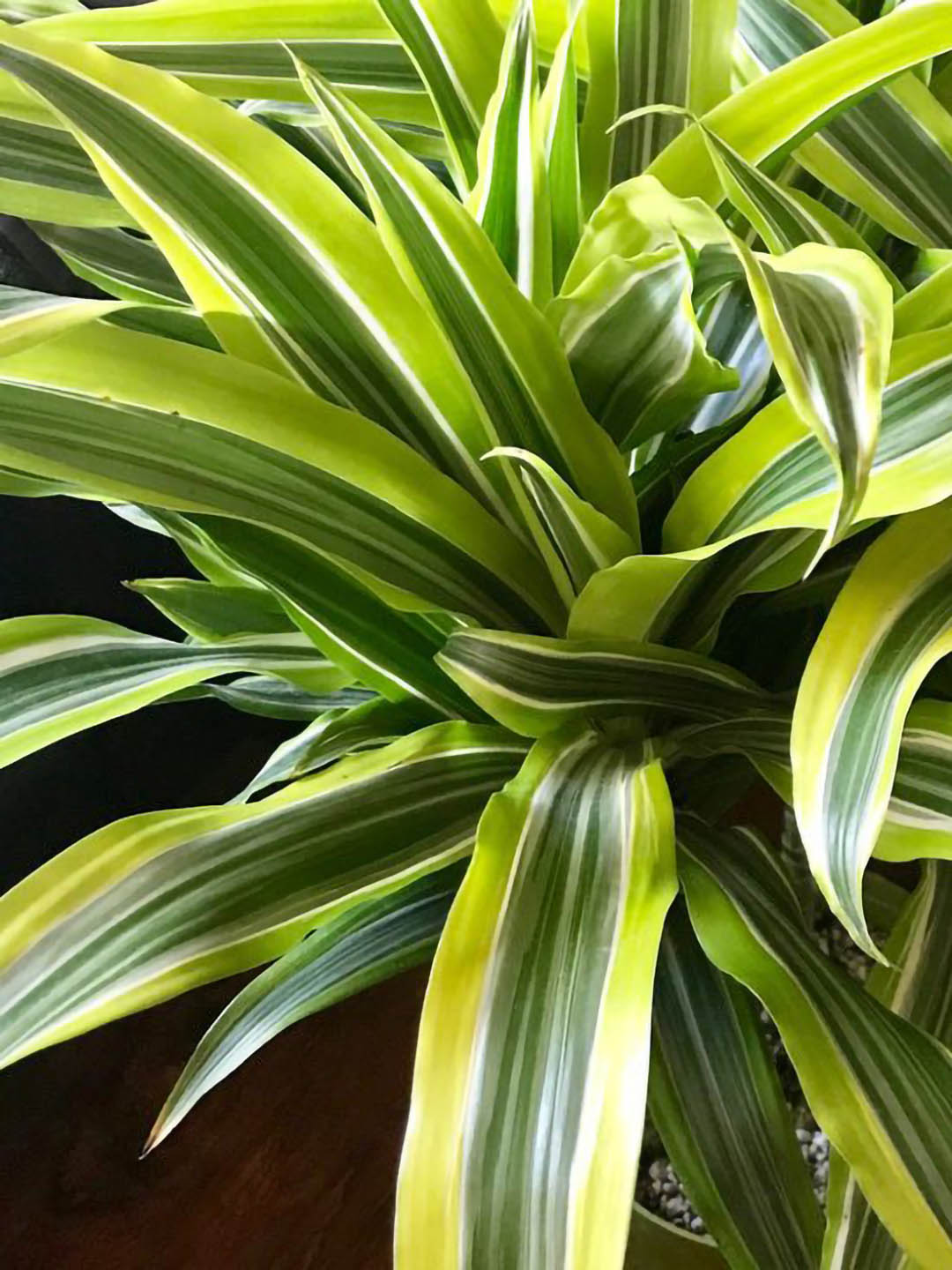 Dracaena Fragrans Lemon Lime 