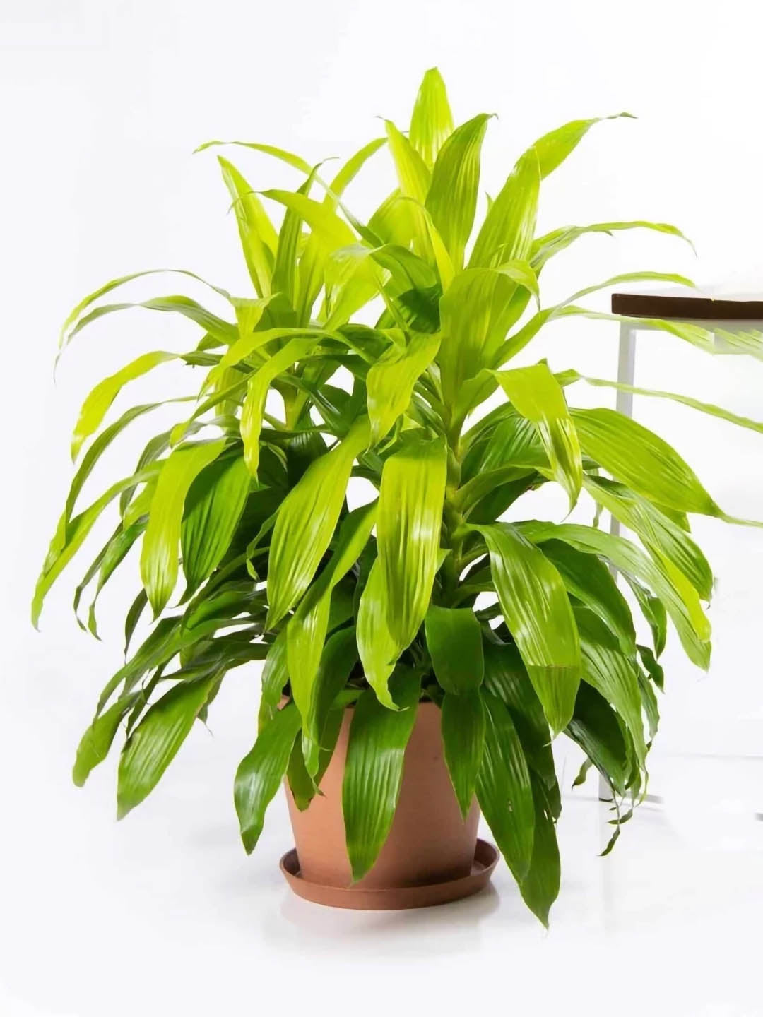 Dracaena Fragrans Lime Light Plant or Corn Plant with Lime Green coloured leaves