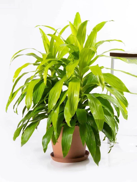 Dracaena Fragrans Lime Light Plant or Corn Plant with Lime Green coloured leaves