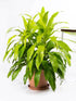 Dracaena Fragrans Lime Light Plant or Corn Plant with Lime Green coloured leaves