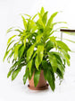 Dracaena Fragrans Lime Light Plant or Corn Plant with Lime Green coloured leaves