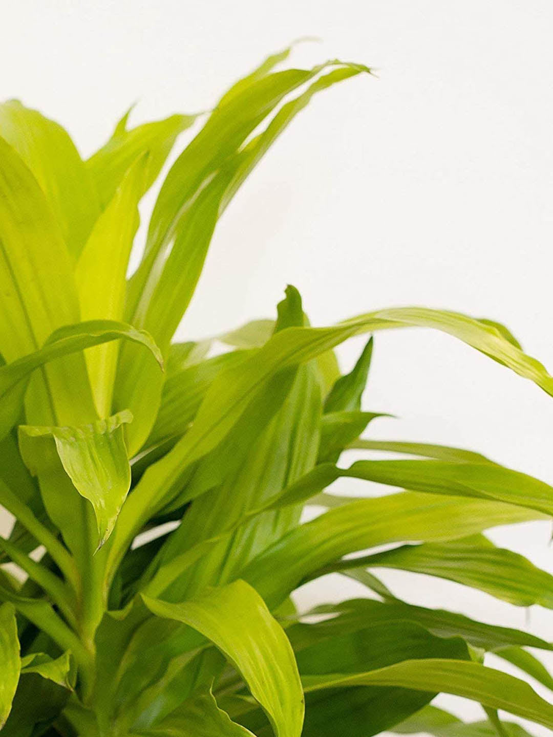 Dracaena Fragrans Lime Light 