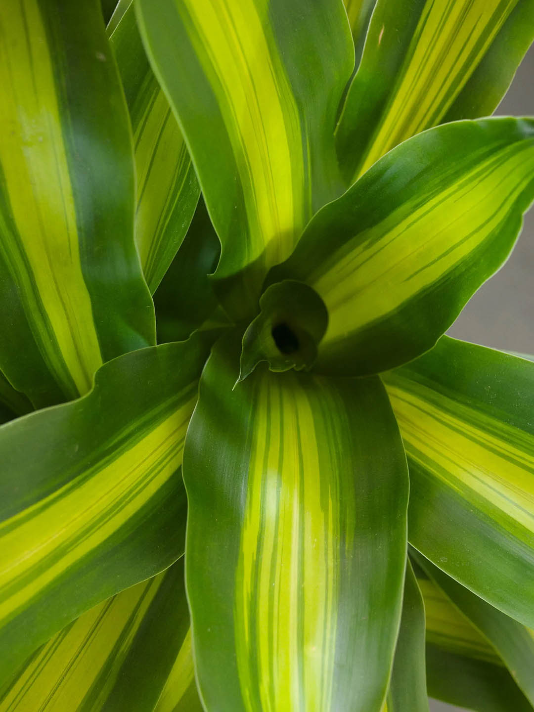 Dracaena Fragrans Massangeana Plant or Dracaena Dara Singh,Corn Plant with Dark Green with Lime Green Stripes coloured leaves