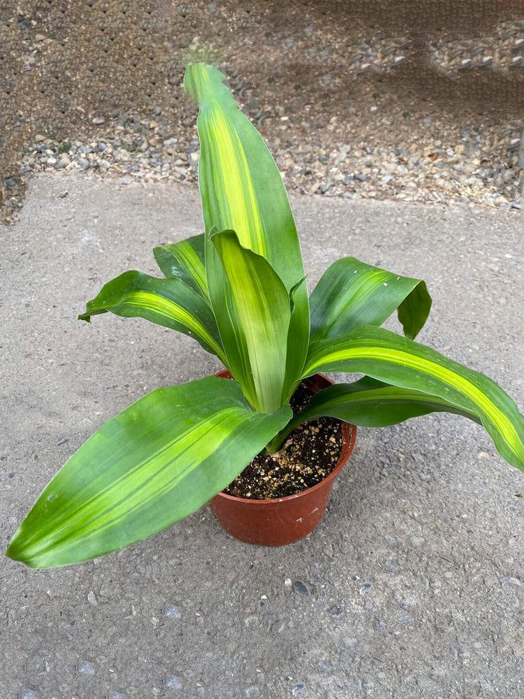 Dracaena Fragrans Massangeana