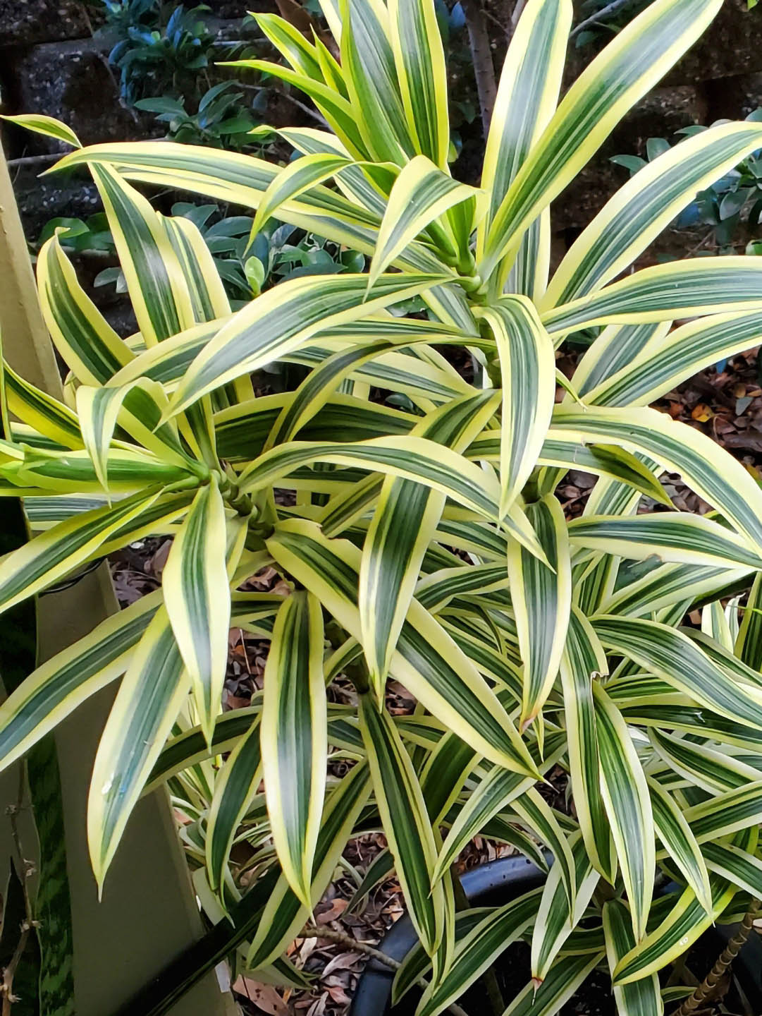 Dracaena Fragrans Victoria White Plant or Corn Plant with White with Dark Green Stripes coloured leaves