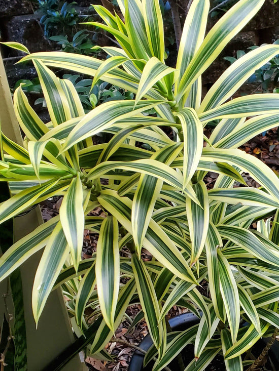 Dracaena Fragrans Victoria White Plant or Corn Plant with White with Dark Green Stripes coloured leaves