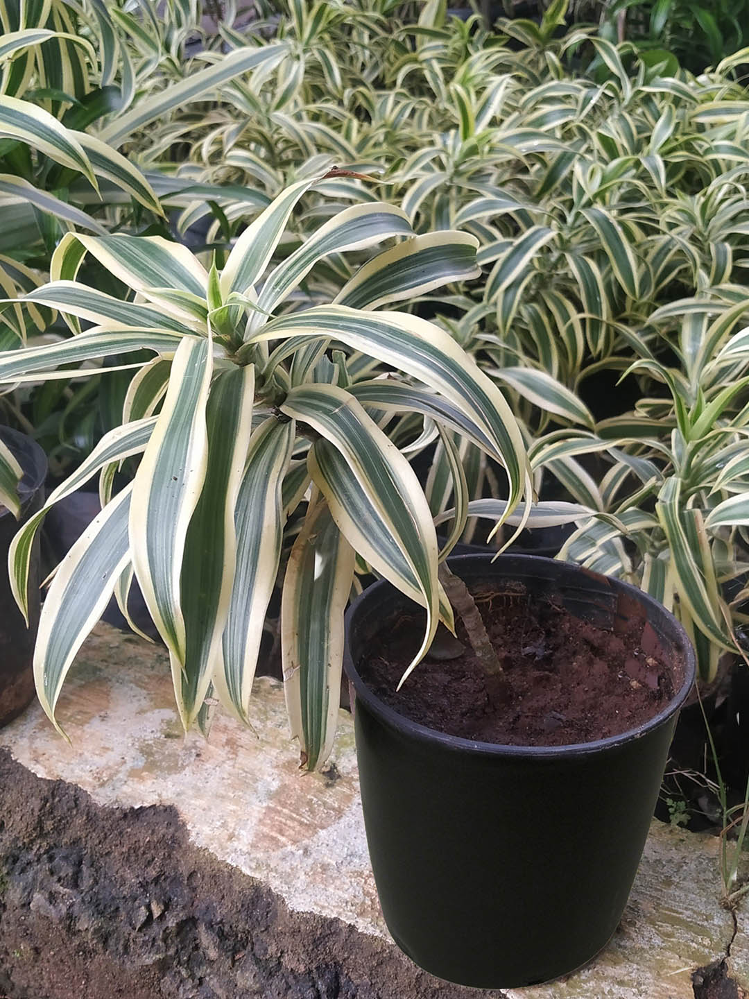 dracaena victoria Victoria White Cornstalk Dracaena Plant – Potclay