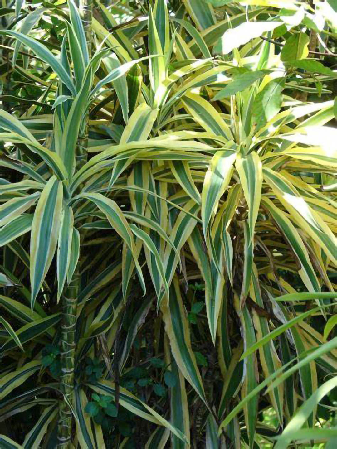 Dracaena Fragrans Victoria White 