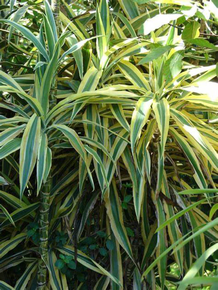 Dracaena Fragrans Victoria White 