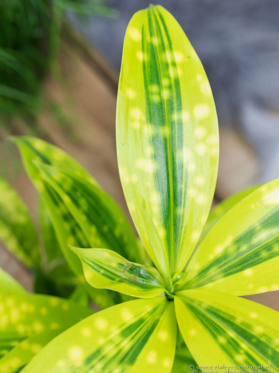 Dracaena Surculosa Mike Plant or Dracaena Golden Milky Plant,Japanese Bamboo with Green, Yellow coloured leaves