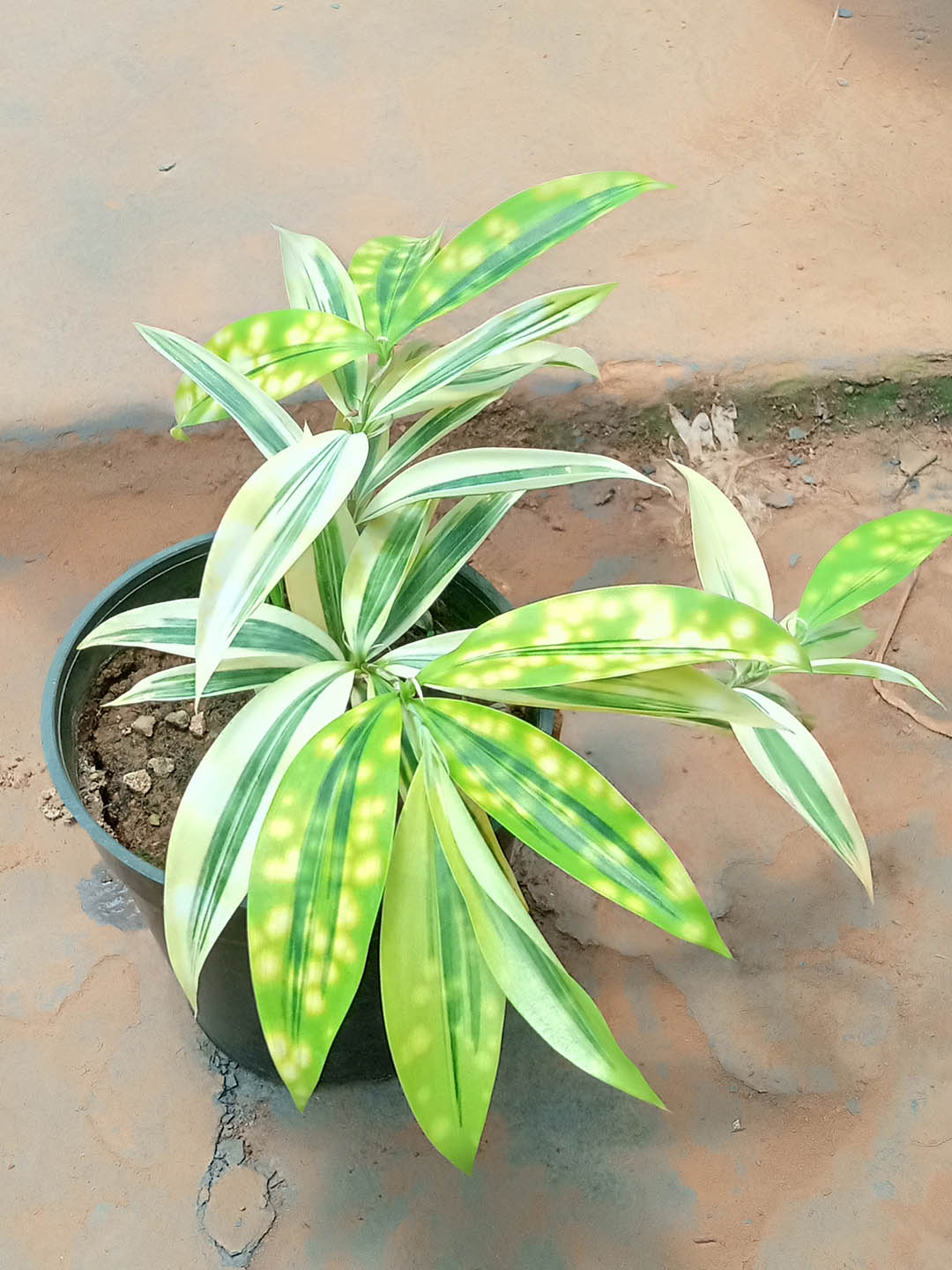 Dracaena Surculosa Mike 