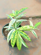 Dracaena Surculosa Mike 