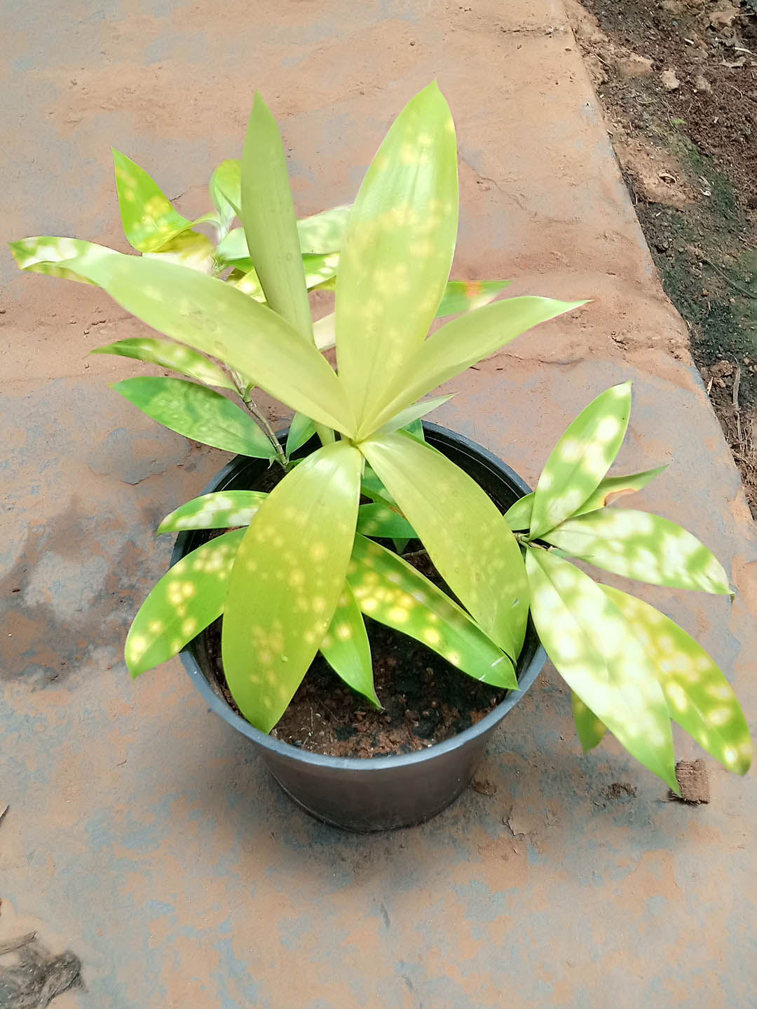 Dracaena Surculosa Mike 