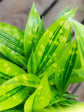 Dracaena Surculosa Mike 
