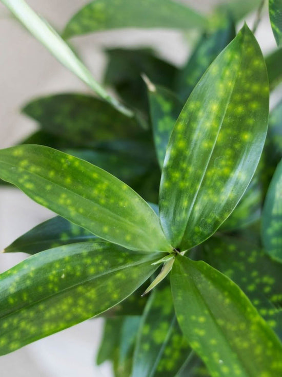 Dracaena Surculosa Plant or Gold dust Dracaena, Japanese Bamboo with Green coloured leaves