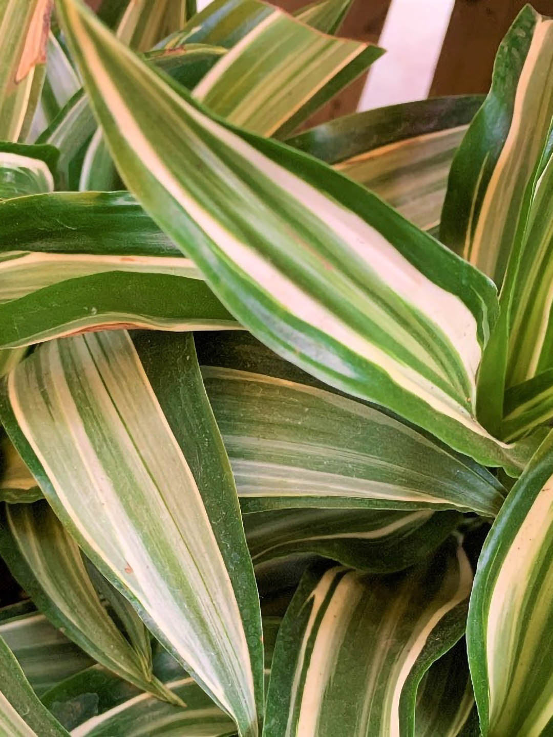 Dracaena Jade Jewel Plant or Corn Plant, Sansevieria Jade Jewel with Yellow and Green Stripes coloured leaves