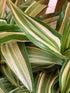 Dracaena Jade Jewel Plant or Corn Plant, Sansevieria Jade Jewel with Yellow and Green Stripes coloured leaves