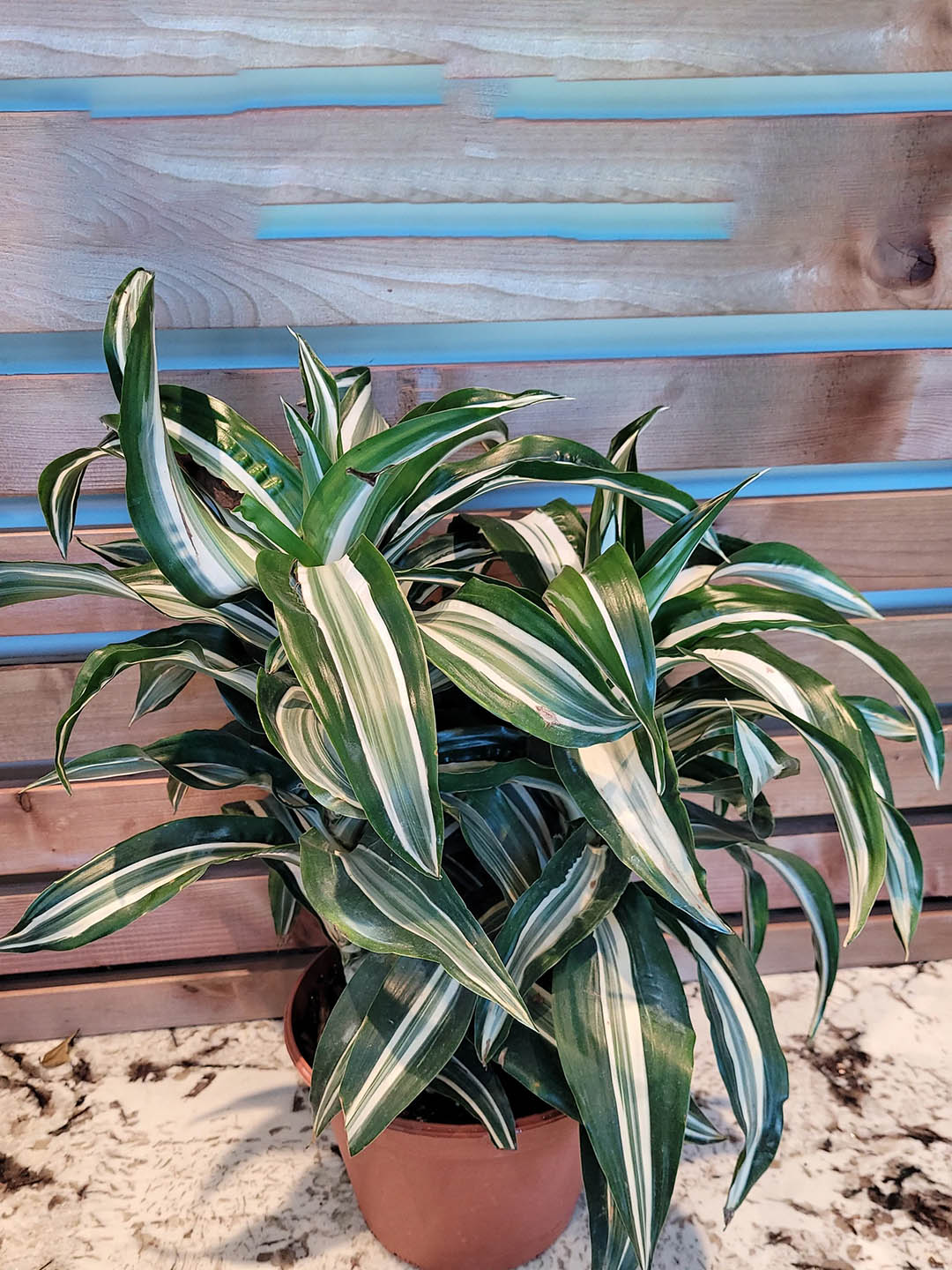 jade jewel plant Jade Jewel Cornstalk Dracaena Plant – Potclay