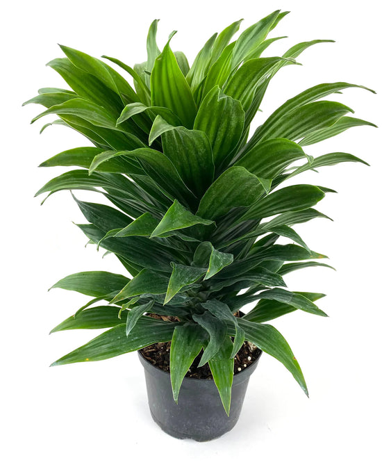 Dracaena Janet Craig Plant or Corn Plant with Green coloured leaves
