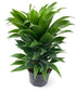 Dracaena Janet Craig Plant or Corn Plant with Green coloured leaves