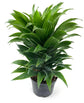 Dracaena Janet Craig Plant or Corn Plant with Green coloured leaves