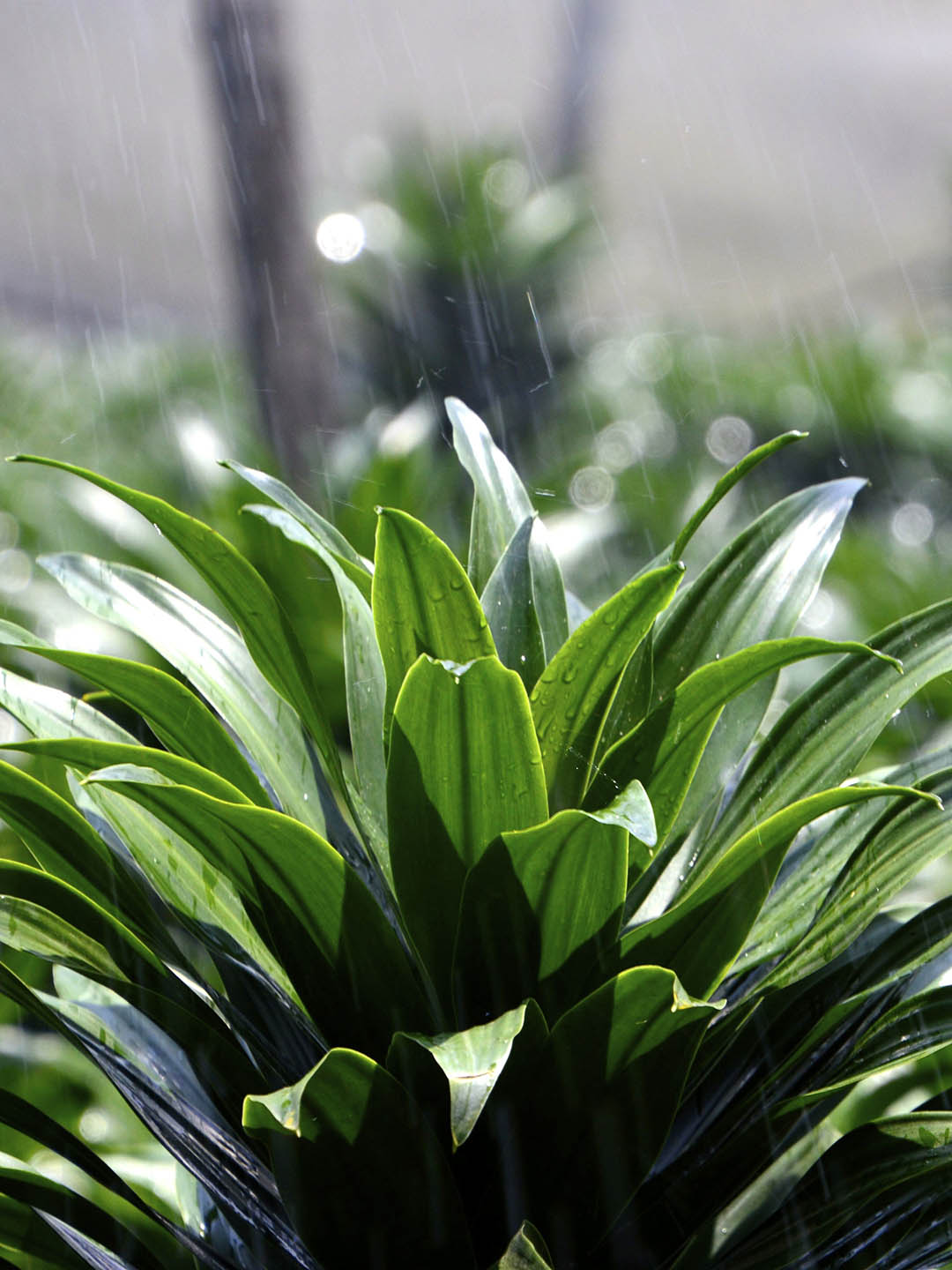 Dracaena Janet Craig