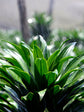 Dracaena Janet Craig