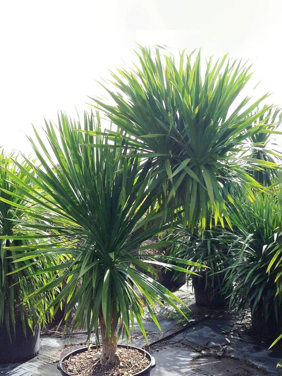 Dracaena Arborea Plant or Corn Plant with Green coloured leaves