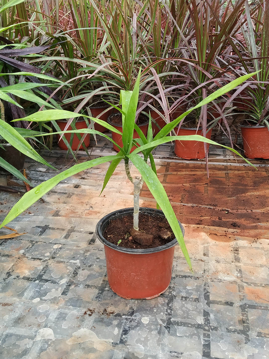 Dracaena Arborea