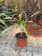 Dracaena Arborea