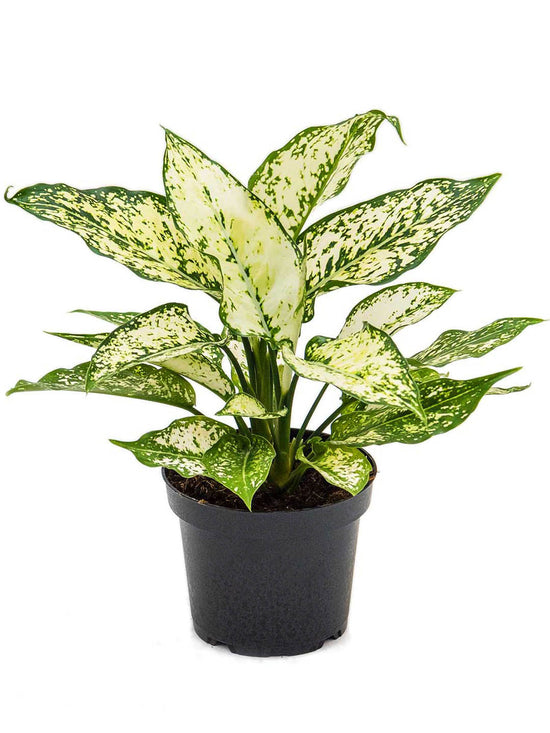 Aglaonema Osaka Plant or Chinese Evergreen Spring Snow with Green, White coloured leaves