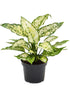 Aglaonema Osaka Plant or Chinese Evergreen Spring Snow with Green, White coloured leaves