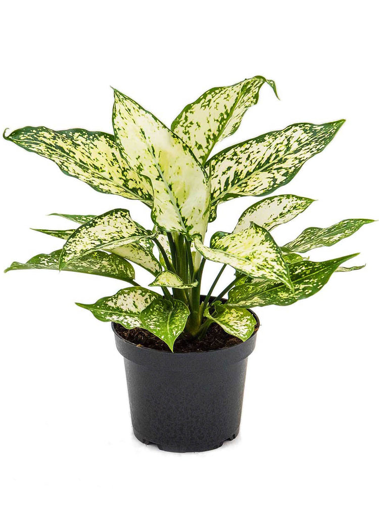 Aglaonema Osaka Plant or Chinese Evergreen Spring Snow with Green, White coloured leaves