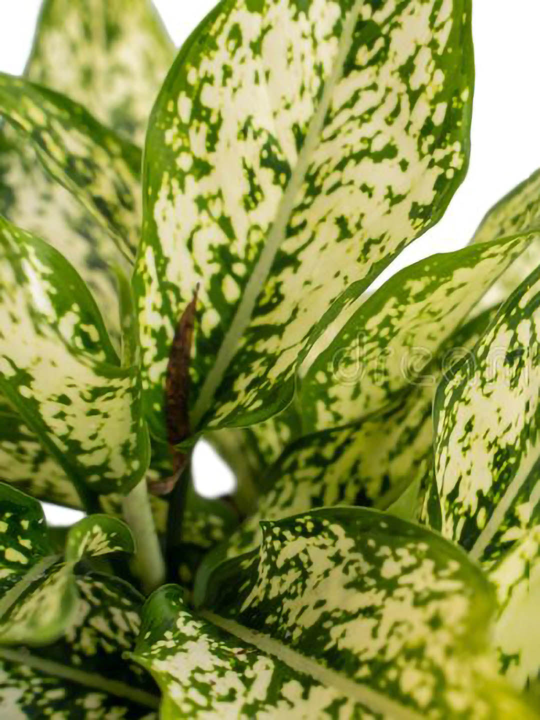 aglaonema osaka plant Aglaonema Osaka – Potclay